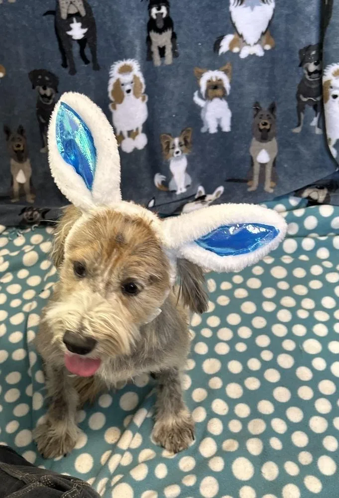 A young medium-sized male Terrier dog named Benji for adoption in Cedartown, GA