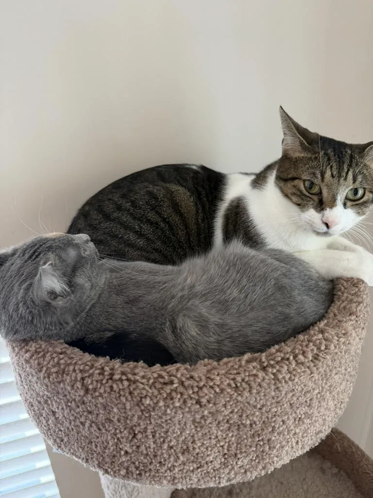 A young medium-sized female Dilute Calico cat named Peach for adoption in Little River, SC