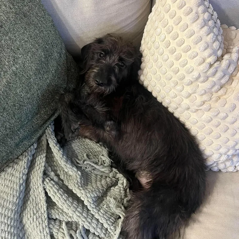 A young small-sized male Black Terrier dog named Murray for adoption in Warren, RI