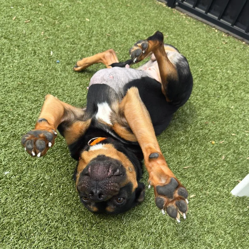 A young medium-sized female Black Mixed Breed dog named Toffee for adoption in Charlottesville, VA
