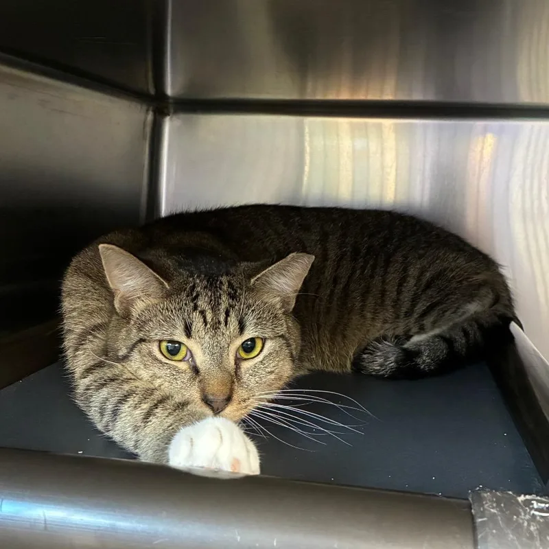 An adult medium-sized male Brown / Chocolate Domestic Short Hair cat named Frito for adoption in Windsor, VA