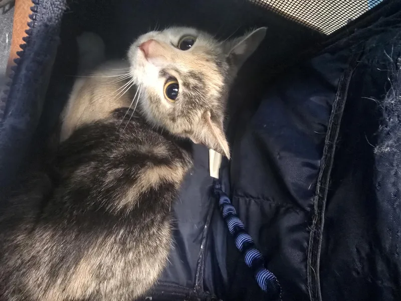 An adult medium-sized female Domestic Short Hair cat named Haru for adoption in Houston, TX