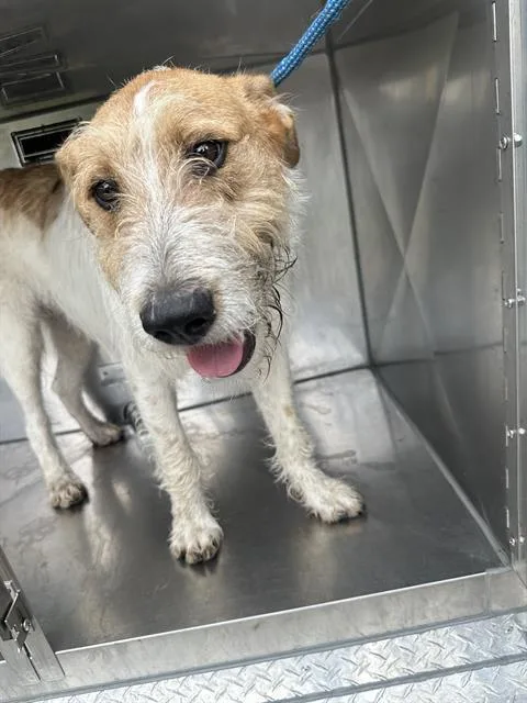 A young medium-sized male Mixed Breed dog named Mesquite for adoption in Dallas, TX