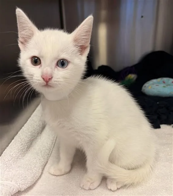 A baby small-sized female Domestic Short Hair cat named Vaporeon for adoption in Rancho Cucamonga, CA