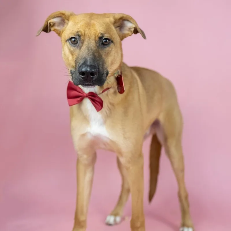 A young medium-sized male Yellow / Tan / Blond / Fawn Mixed Breed dog named Sprout for adoption in Portland, OR