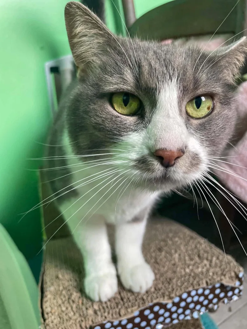 An adult medium-sized female Gray & White Domestic Short Hair cat named Lizzie for adoption in Flint Hill, VA