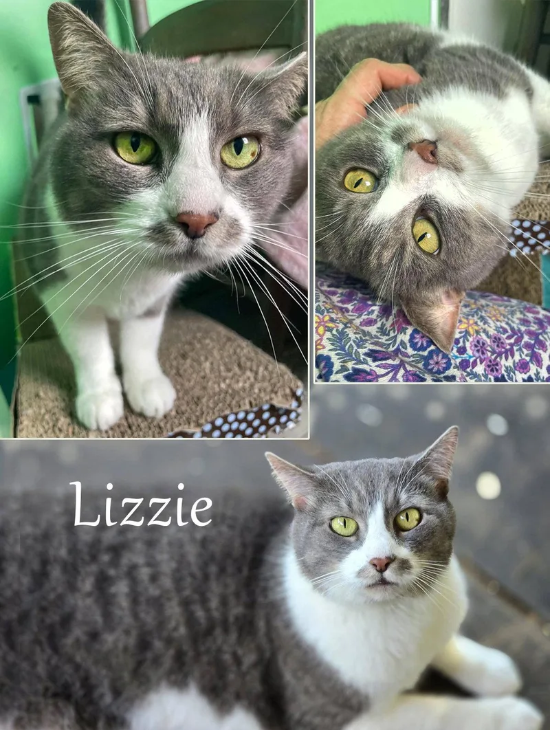 Lizzie thumbnail 3
