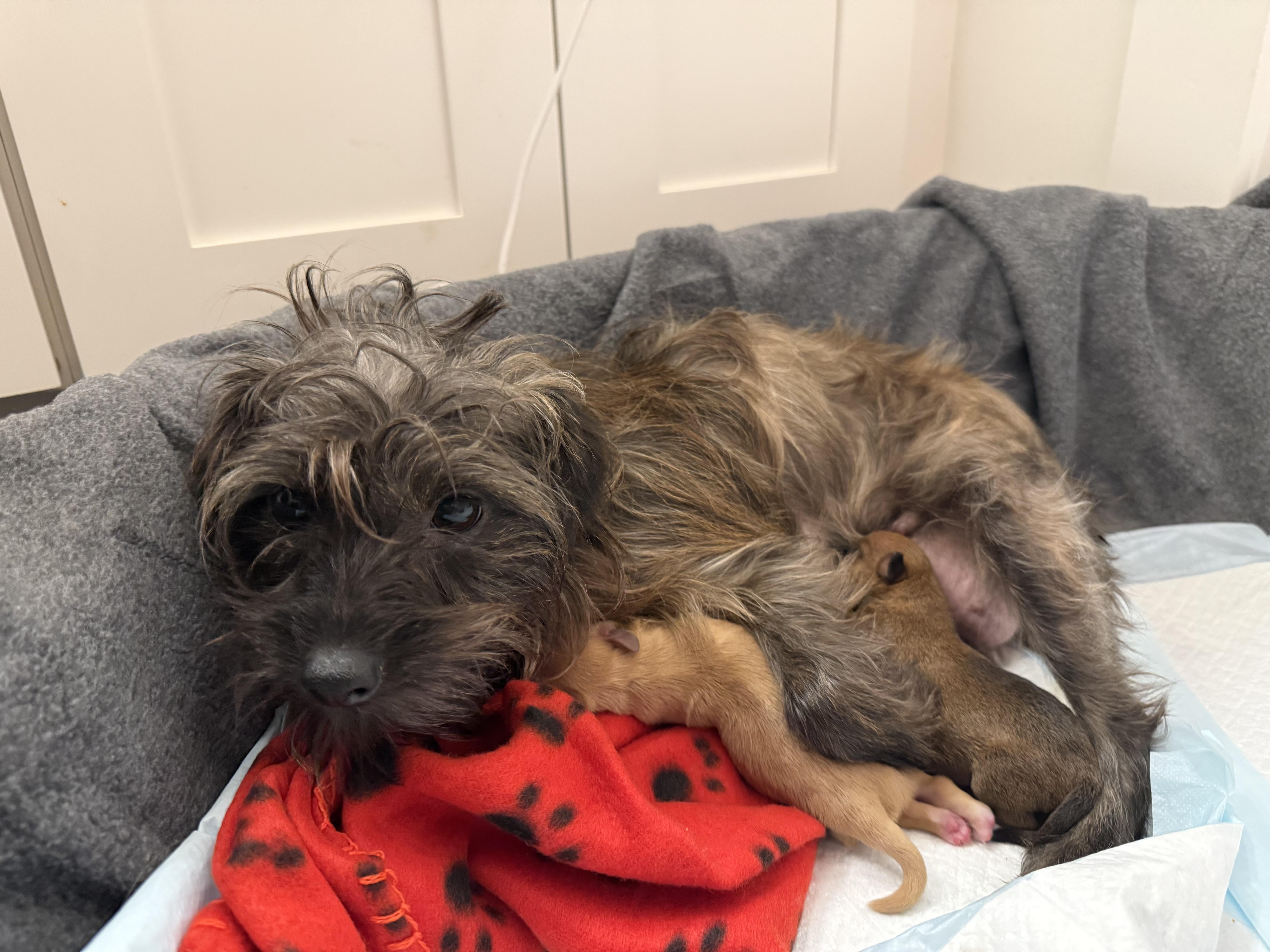 A young small-sized female Skye Terrier dog named Gloria for adoption in Hillsborough, NC