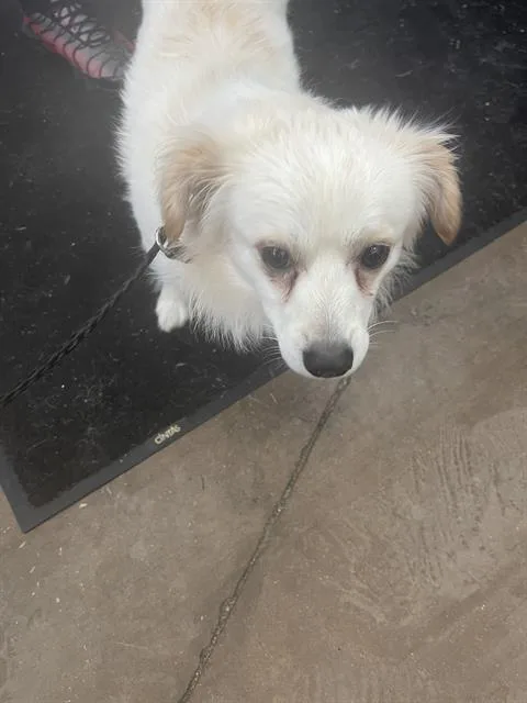 A young small-sized male Mixed Breed dog named Timon for adoption in Dallas, TX