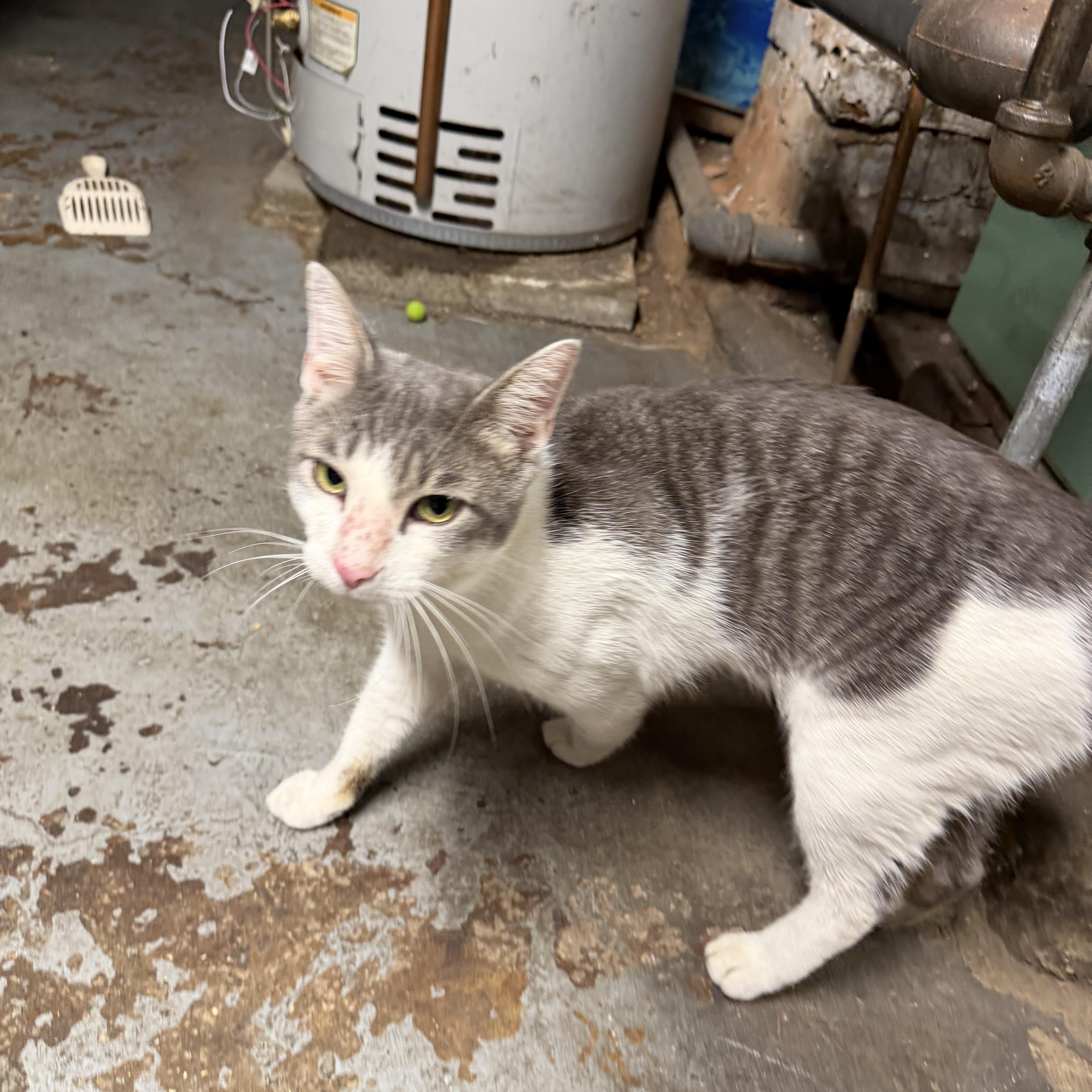 A young medium-sized male Domestic Short Hair cat named Mr. Tommy Pink for adoption in Bayonne, NJ