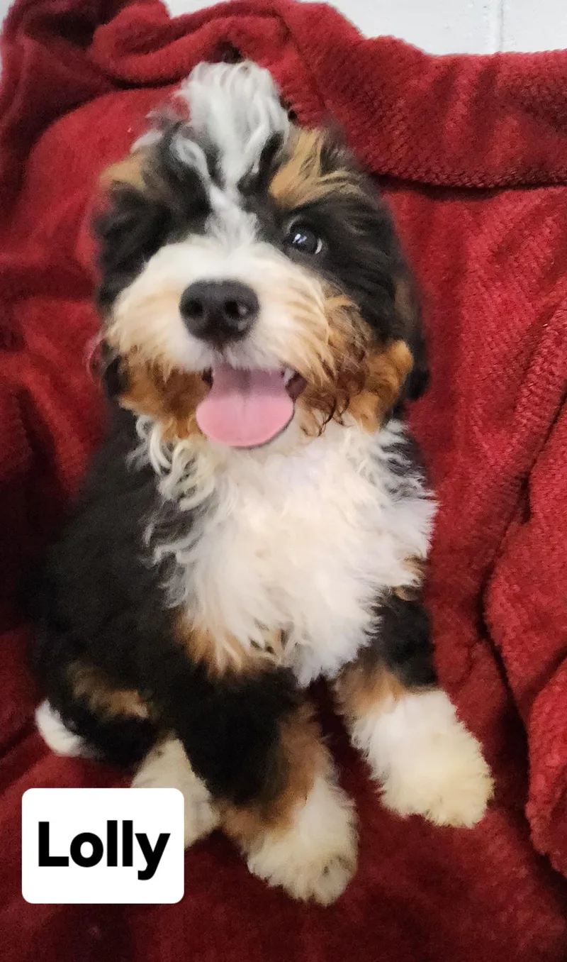 A baby medium-sized female Tricolor (Brown, Black, & White) Bernedoodle dog named Lollymini Bernerdoodle for adoption in Smithfield, PA