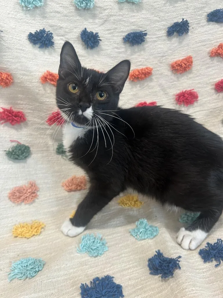 A baby medium-sized male Domestic Short Hair cat named Matthew Moy for adoption in Denham Springs, LA