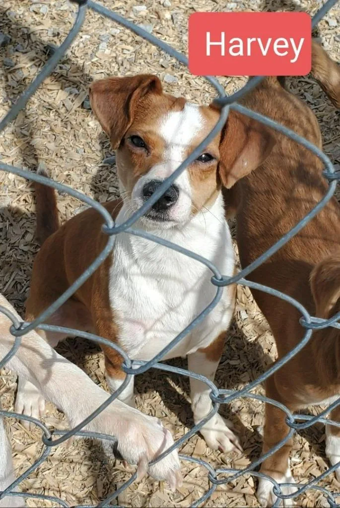 An adult small-sized male Chihuahua dog named Harvey for adoption in Manchester, TN