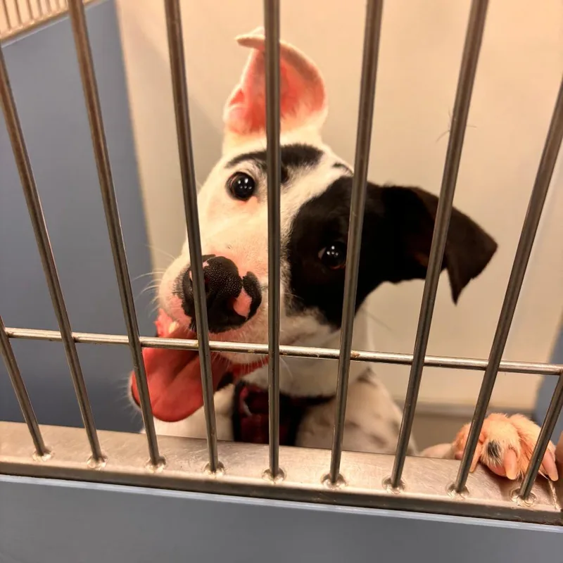 A young medium-sized male Pit Bull Terrier dog named Fizz for adoption in Edinburg, TX
