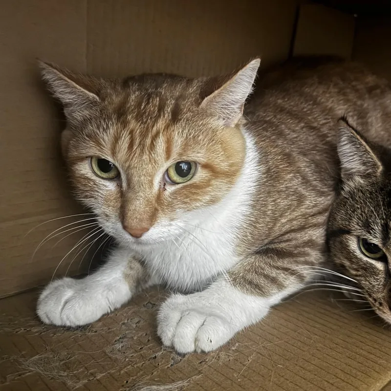 A young medium-sized female Orange / Red Domestic Short Hair cat named Violet for adoption in Henderson, NV