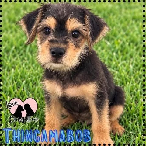 A baby small-sized male Brown / Chocolate Havanese dog named Thingamabob for adoption in Gilbert, AZ