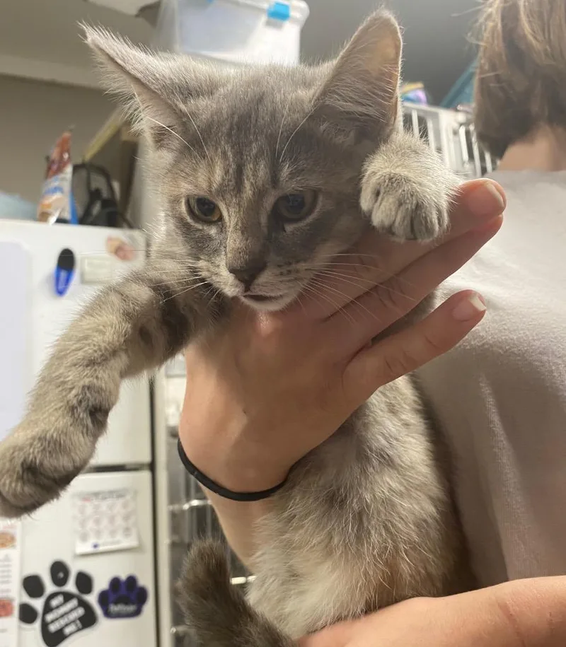 A baby medium-sized female Domestic Short Hair cat named Storm for adoption in Hopkinsville, KY