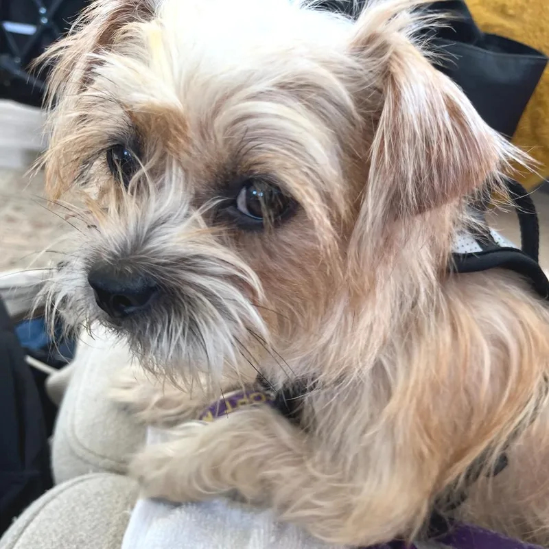 An adult small-sized female Yellow / Tan / Blond / Fawn Yorkshire Terrier dog named Lilly for adoption in Chapel Hill, NC