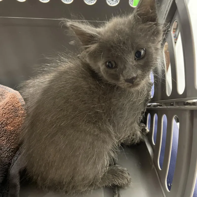 A baby small-sized male Gray / Blue / Silver Domestic Short Hair cat named Calvin for adoption in Dickinson, TX