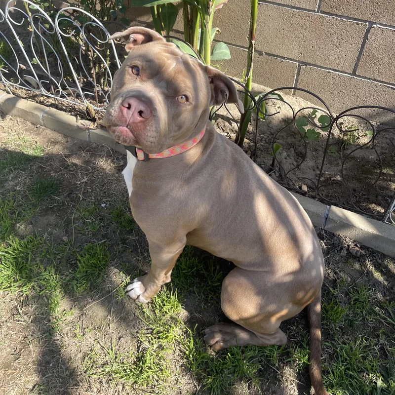 An adult medium-sized female Apricot / Beige Pit Bull Terrier dog named Cupcake for adoption in Ontario, CA