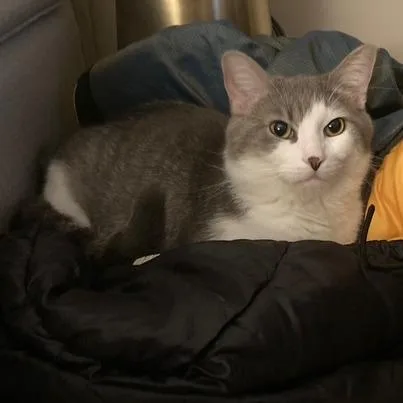An adult large-sized male Gray / Blue / Silver Domestic Short Hair cat named Goosey Loosey for adoption in St. Paul, MN