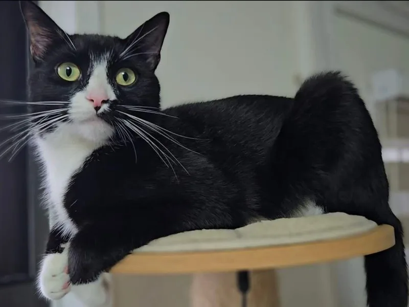 A baby medium-sized male Black & White / Tuxedo Tuxedo cat named Citizen for adoption in Flushing, NY