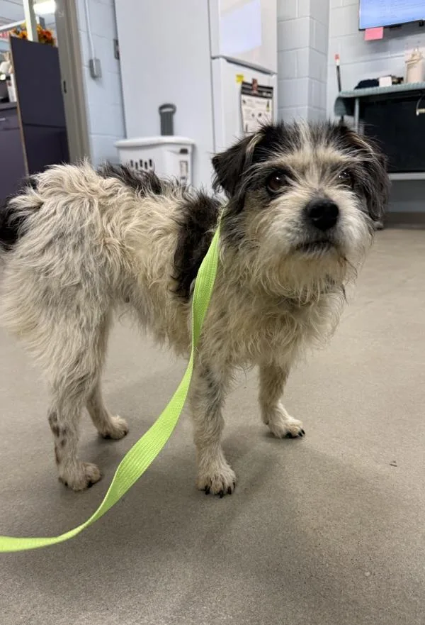 Susan Badger thumbnail 2