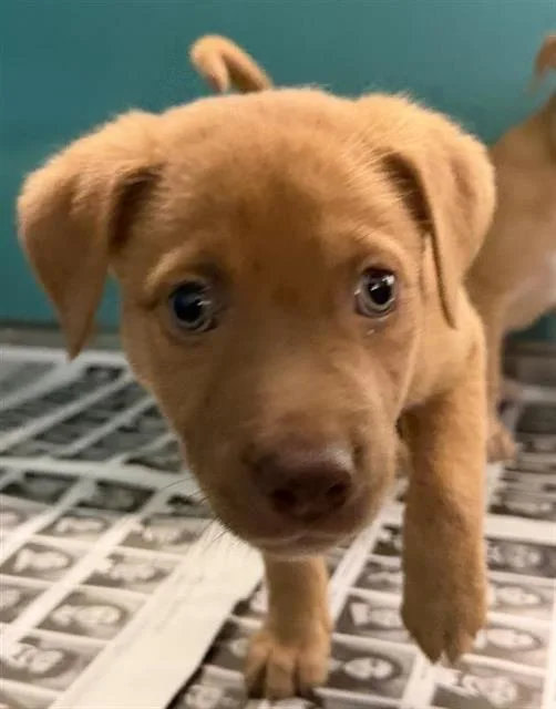 A baby small-sized male Labrador Retriever dog named Gozpacho for adoption in San Antonio, TX
