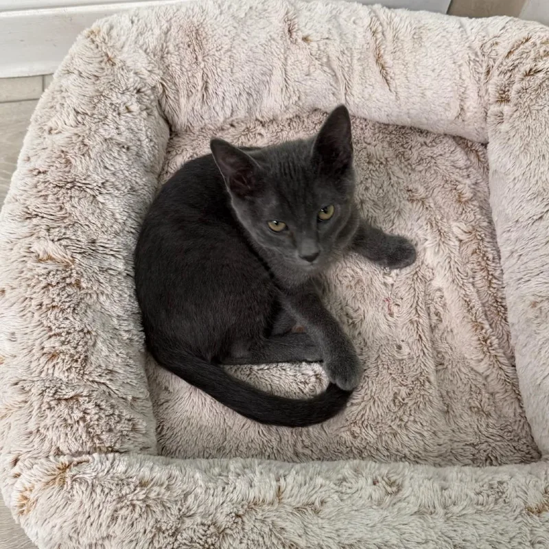 A baby small-sized male Gray / Blue / Silver Domestic Short Hair cat named Pumba for adoption in Garden Grove, CA