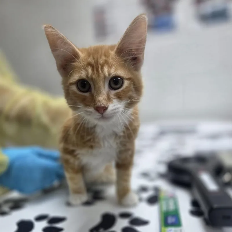 A baby small-sized male Orange / Red Domestic Long Hair cat named Cozy for adoption in Incline Village, NV