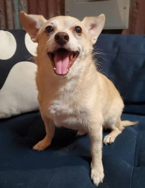 Archie