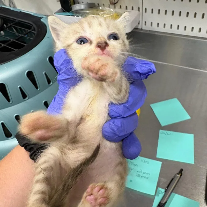 A baby small-sized male Orange / Red Domestic Short Hair cat named Mystery for adoption in League City, TX