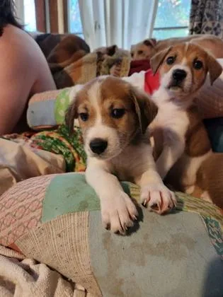 A baby small-sized male Mixed Breed dog named Stanley Yelnats for adoption in Independence, MO