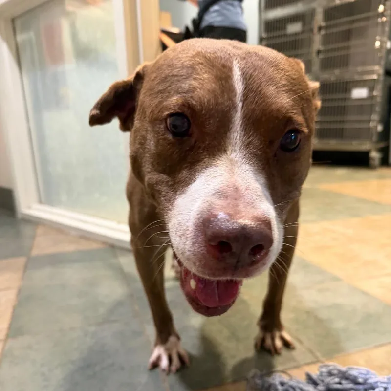 A senior medium-sized male Brown / Chocolate Mixed Breed dog named Sam for adoption in Chattanooga, TN