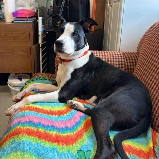 Lil' Bitty thumbnail 2