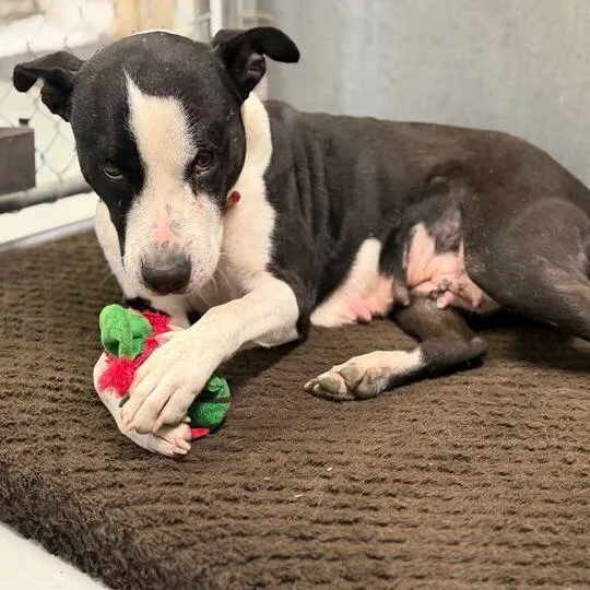 Lil' Bitty thumbnail 3