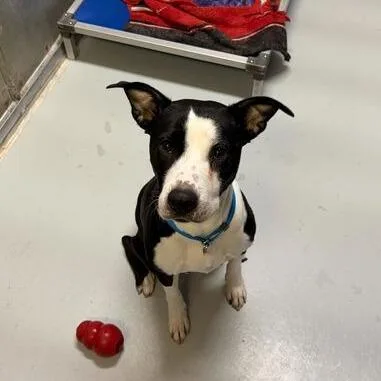 Lil' Bitty thumbnail 4