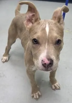A baby medium-sized female Mixed Breed dog named Starlit for adoption in Savannah, GA