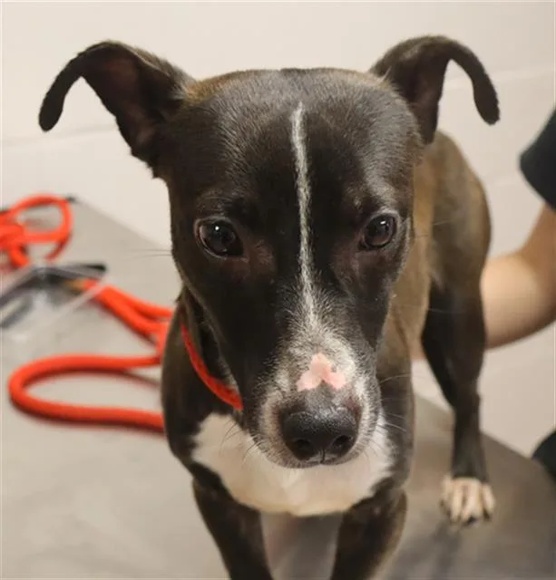 A young small-sized male Mixed Breed dog named Cruiser for adoption in Columbia, SC