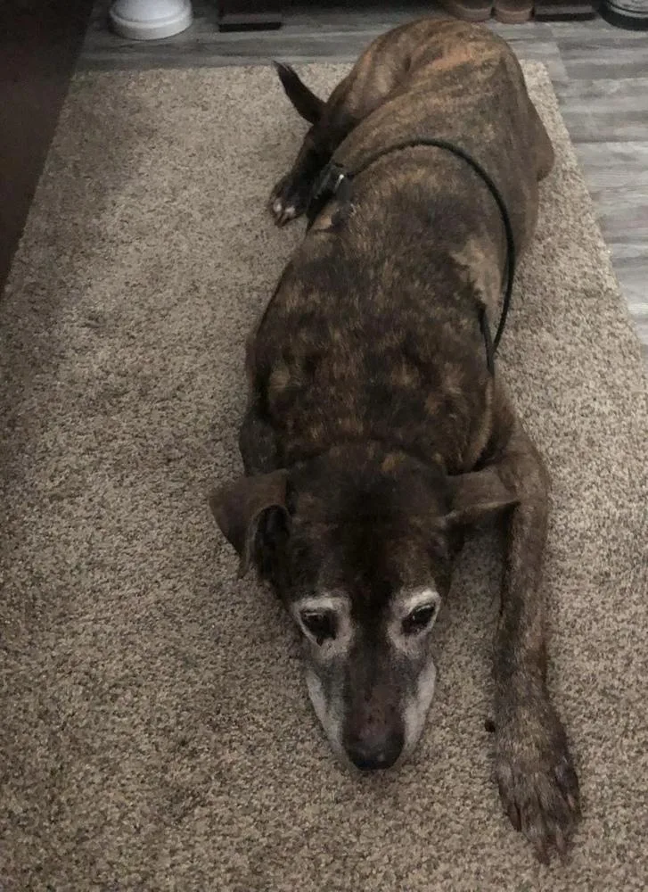 A senior medium-sized female Brindle Pit Bull Terrier dog named Zulu for adoption in Shawnee, OK