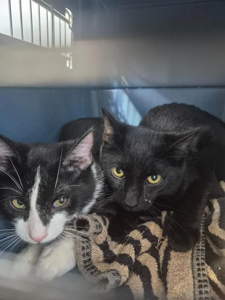 A baby medium-sized male Domestic Short Hair cat named Oracle for adoption in Cincinnati, OH