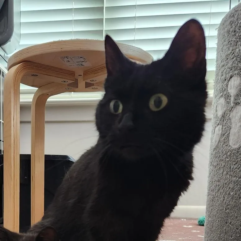 An adult small-sized female Black Domestic Short Hair cat named Moka Bryant for adoption in Merrifield, VA