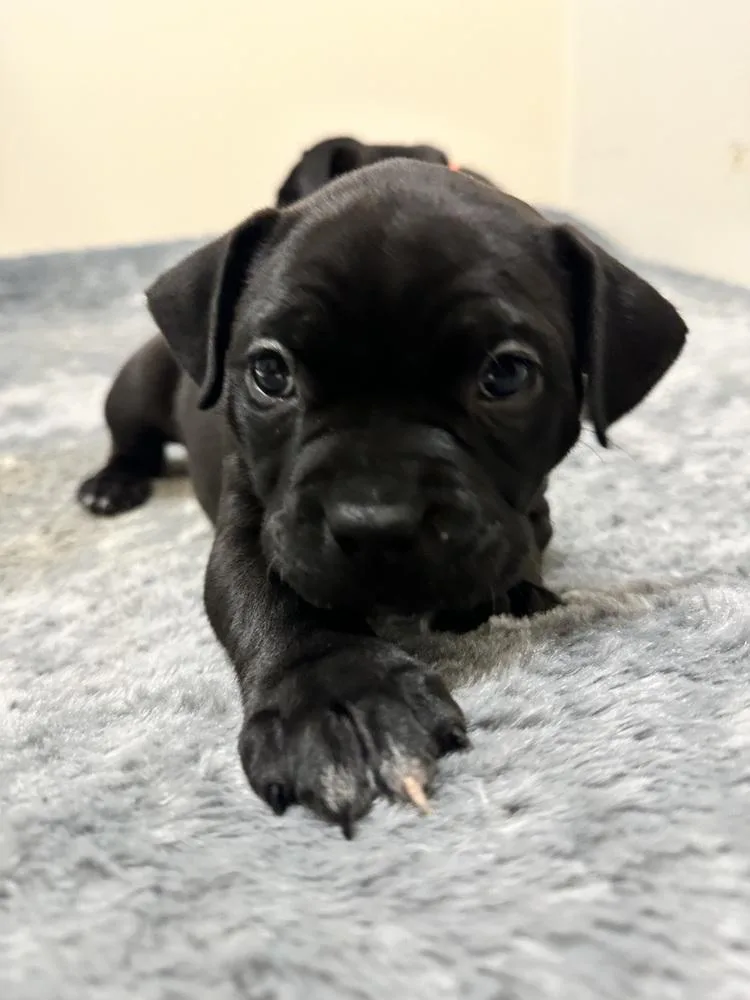 A baby medium-sized female Black Mixed Breed dog named Amberwine for adoption in Clinton Township, MI