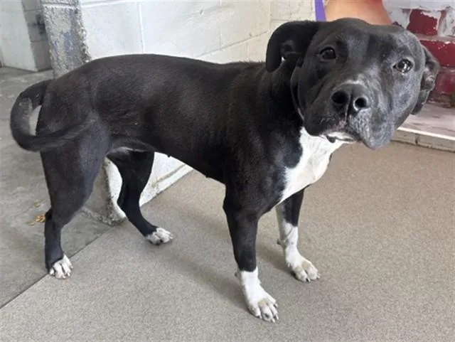 A young medium-sized female Pit Bull Terrier dog named Dove for adoption in San Bernardino, CA