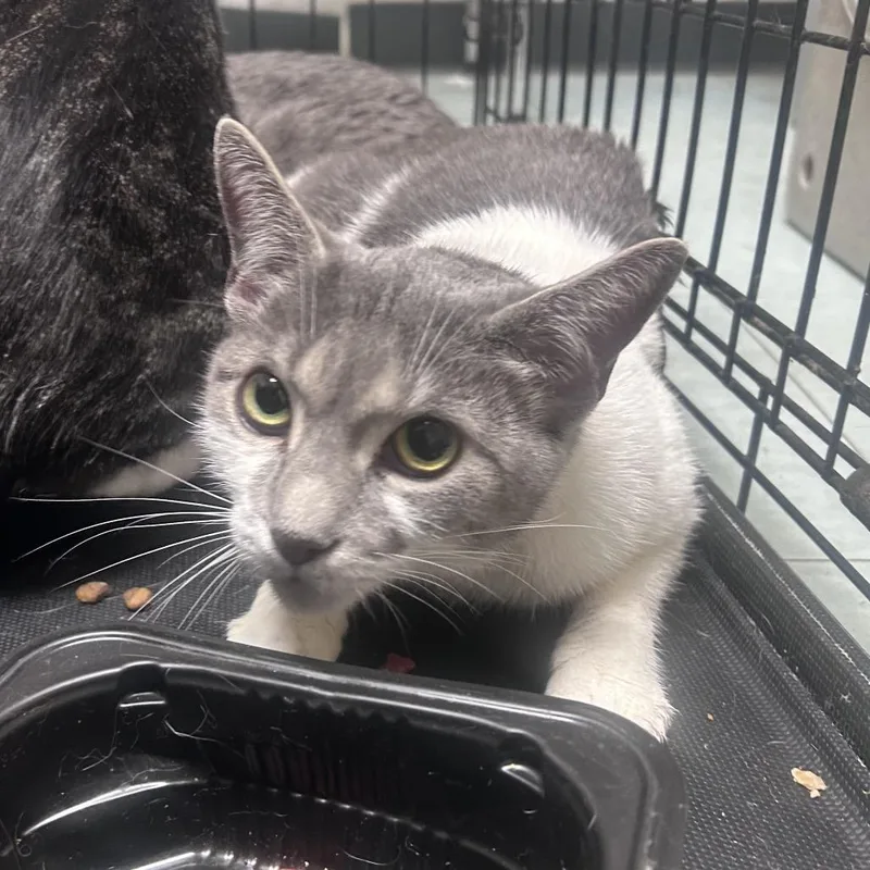 An adult medium-sized female Gray / Blue / Silver Domestic Short Hair cat named Mint for adoption in Philadelphia, PA