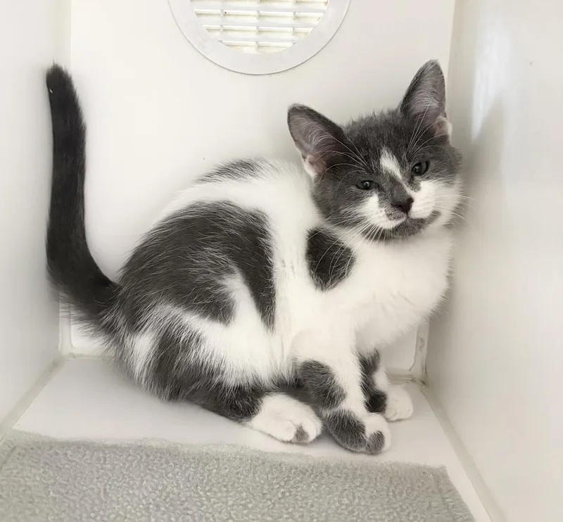 A baby small-sized female Gray & White Domestic Short Hair cat named Daffodil for adoption in Rochester, IN