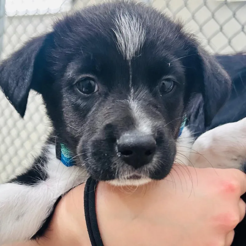 A baby medium-sized male Black Labrador Retriever dog named Flash for adoption in Evansville, IN