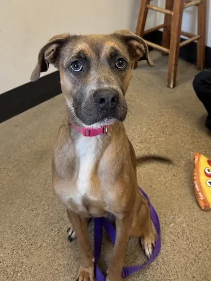 A young medium-sized female Brown / Chocolate Boxer dog named Princess Kiwi for adoption in Cleveland, OH