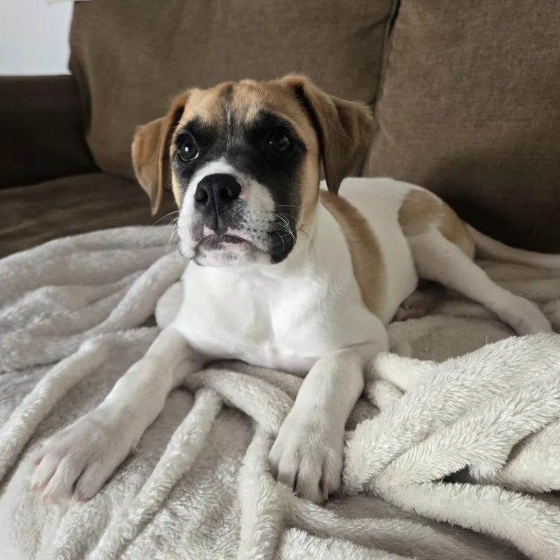 A baby small-sized male White / Cream Feist dog named Cyrus D for adoption in Minnetonka, MN