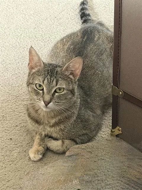 Nyx